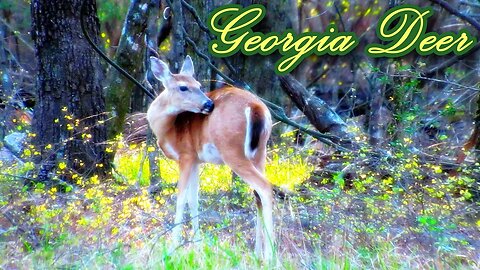 Deer in Georgia Parks