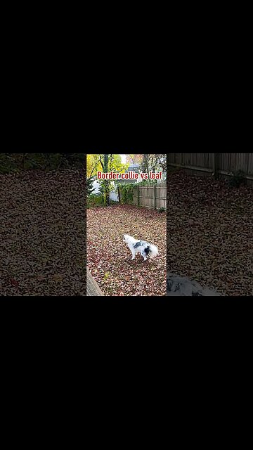 SLO mo Border Collie Vs. Leaf #bordercollie #lol #lmao #sillydog #funny #slowmotion