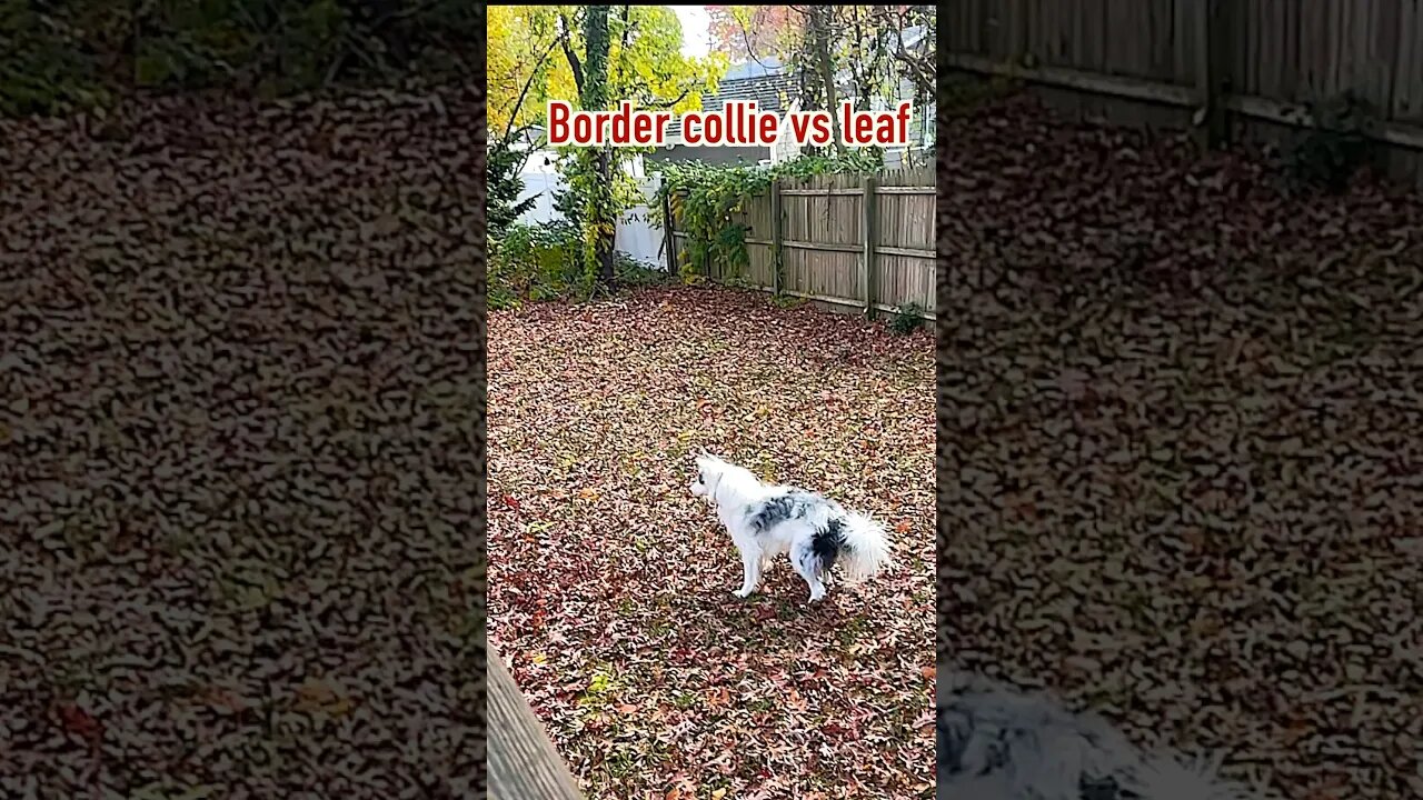 SLO mo Border Collie Vs. Leaf #bordercollie #lol #lmao #sillydog #funny #slowmotion