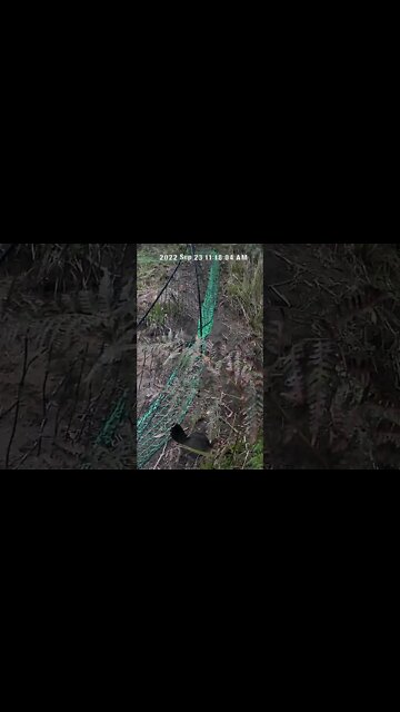 When your hen takes her baby chicks to the wrong side of the poultry netting 😳