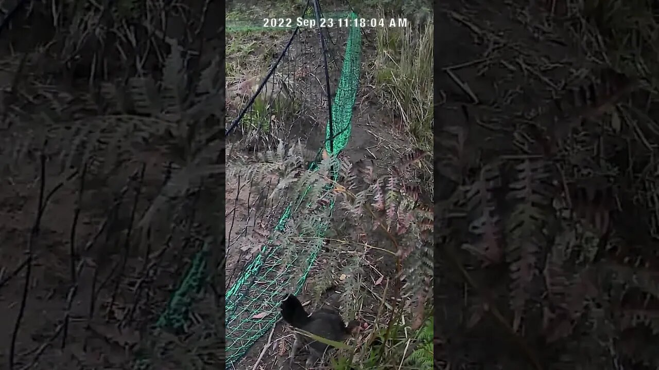 When your hen takes her baby chicks to the wrong side of the poultry netting 😳