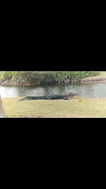 Florida Alligator Golf