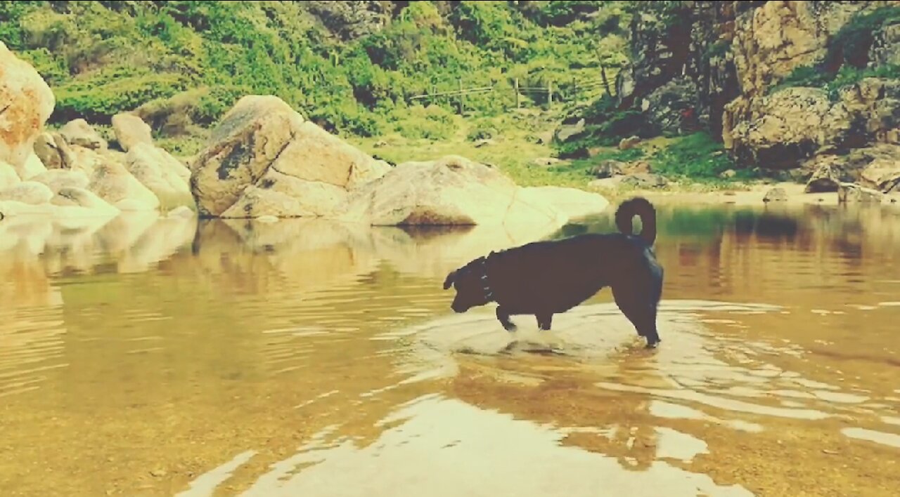 Adorable Puppy Loves Playing In The Lake - Summer Time!