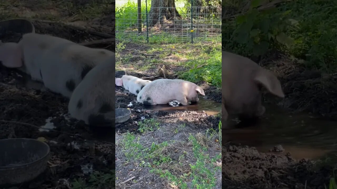 Pigs bath time! #shorts #pigs #hog #bathtime