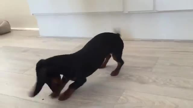 Puppy discovers bug and completely loses it