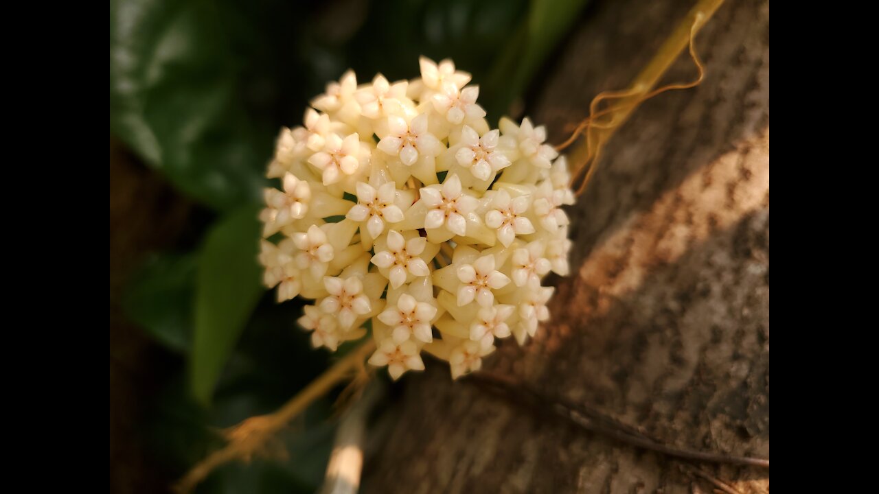 Beautiful Hoya carnosa or wax plant.