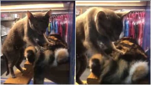 ネコのマッサージを見たことある？