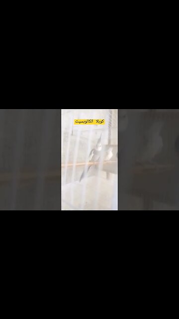 كوبلا كالوبسيت كيوت