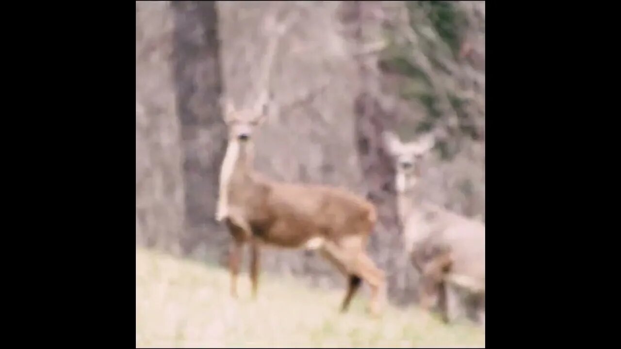 Deer on the road