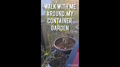 Walk With Me AROUND MY CONTAINER GARDEN