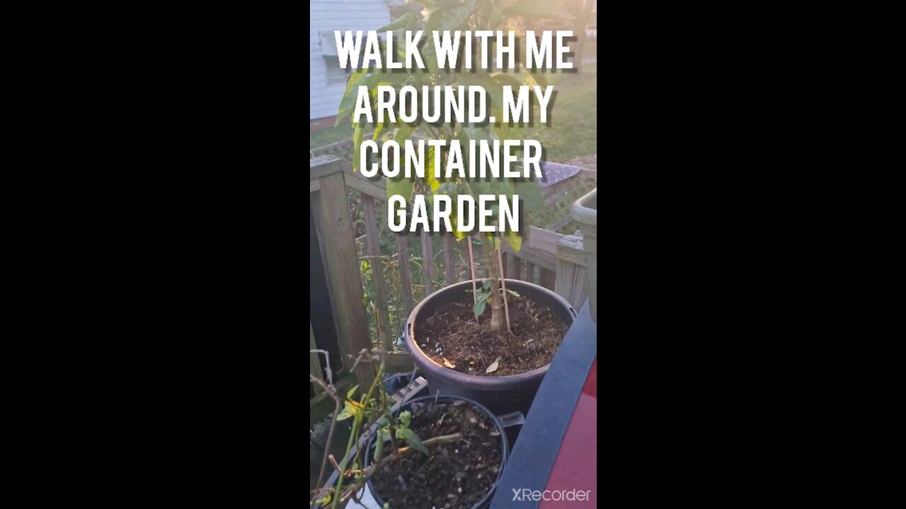 Walk With Me AROUND MY CONTAINER GARDEN