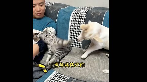 Funny animal videos 2023 - Funny cats_dogs - Funny animals Part71_Haypyy Pett
