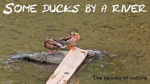 Some ducks at a river/ beautiful water birds.