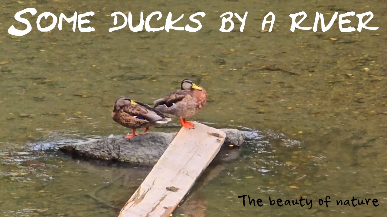 Some ducks at a river/ beautiful water birds.