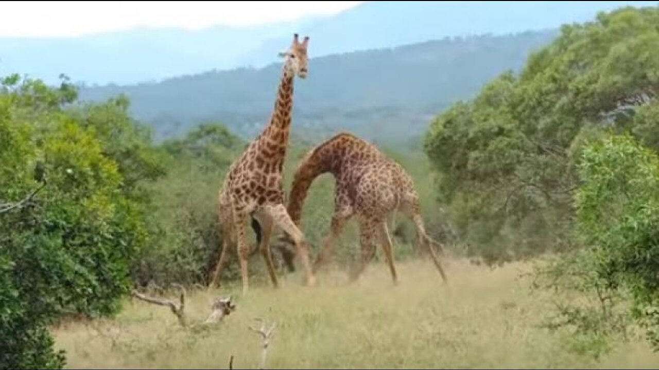 Giraffe fighting videos