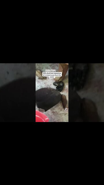 Deadliest Snake in South America Under My Couch #shorts #deadly #snake