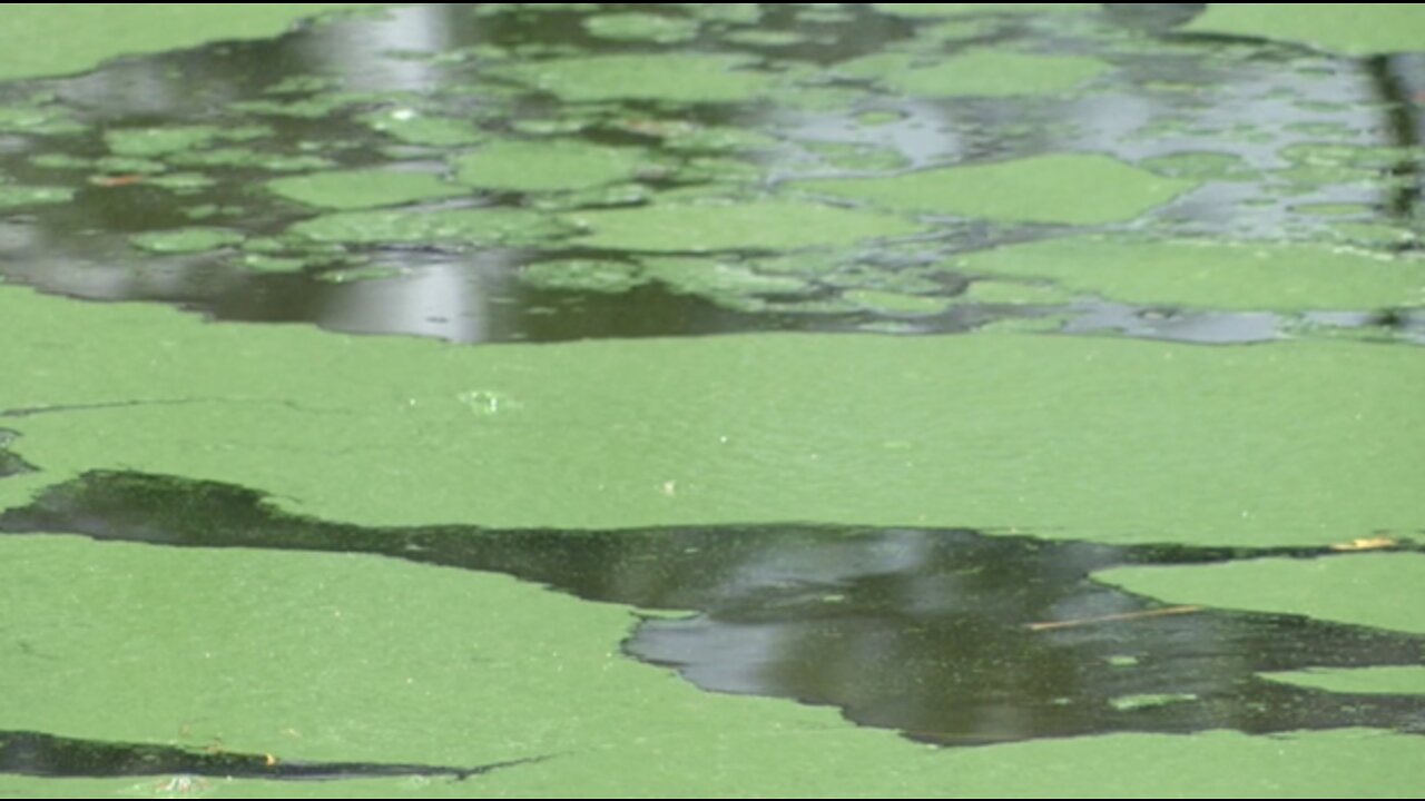 Algae on minds of Martin County leaders, residents as wet season approaches