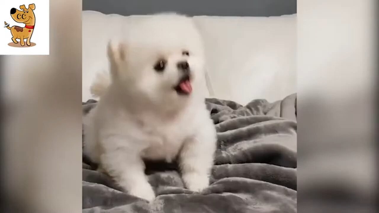 Cute Animals Video