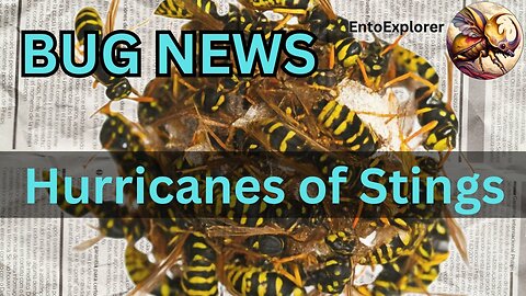Bug News - Hurricanes Milton and Helene Have Swarms of Insects Attacking