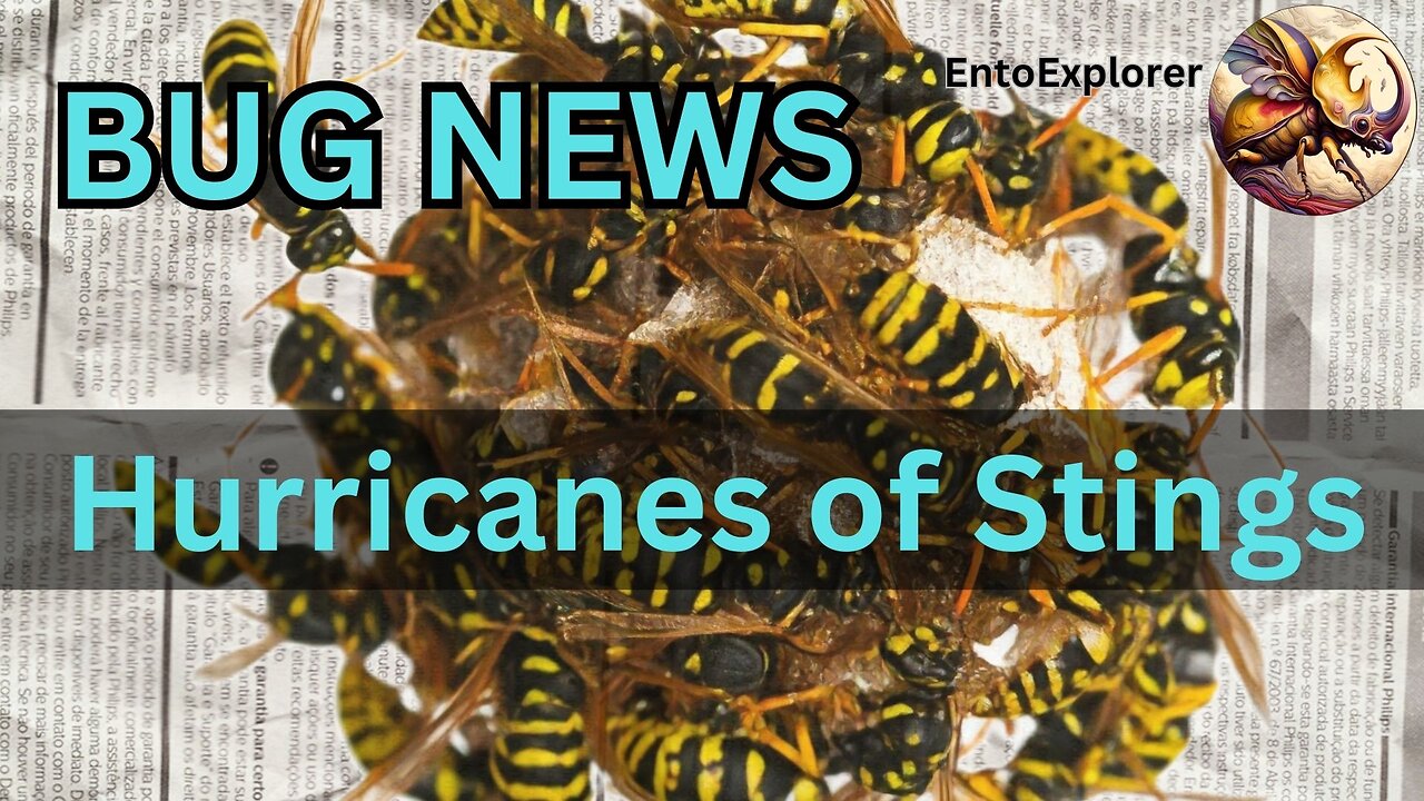 Bug News - Hurricanes Milton and Helene Have Swarms of Insects Attacking