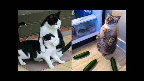 Cat Cute Funny Video Collection 2022 Funny Cat videos
