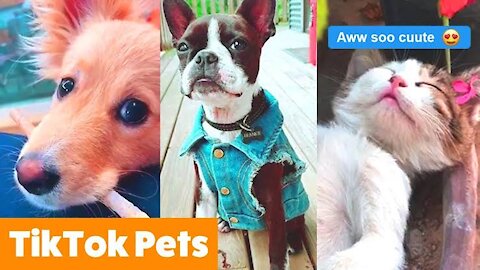 cute baby animals funny pets city - cute baby pets compilation - omg so cute pets cute baby