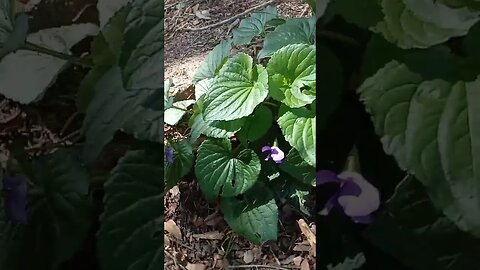 Viola papilionacea