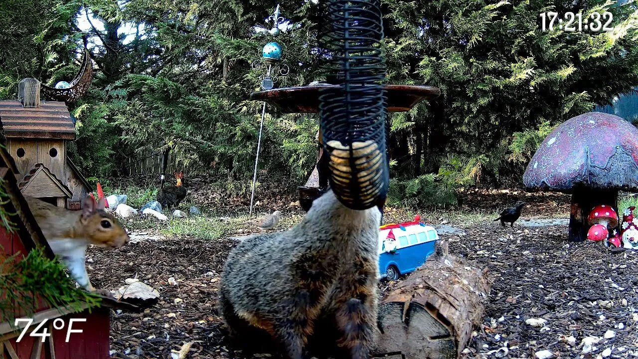 Came Flying Off The Barn! #funnyanimals #nature