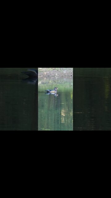 4K Wood duck on the pond #shorts