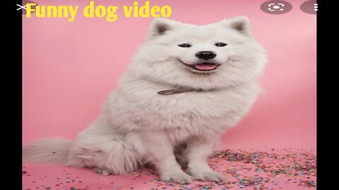 Funny dog.Cute and funny baby dog video.Amazing dog video.