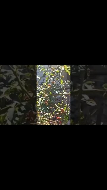 Denazification in acton in Pesky