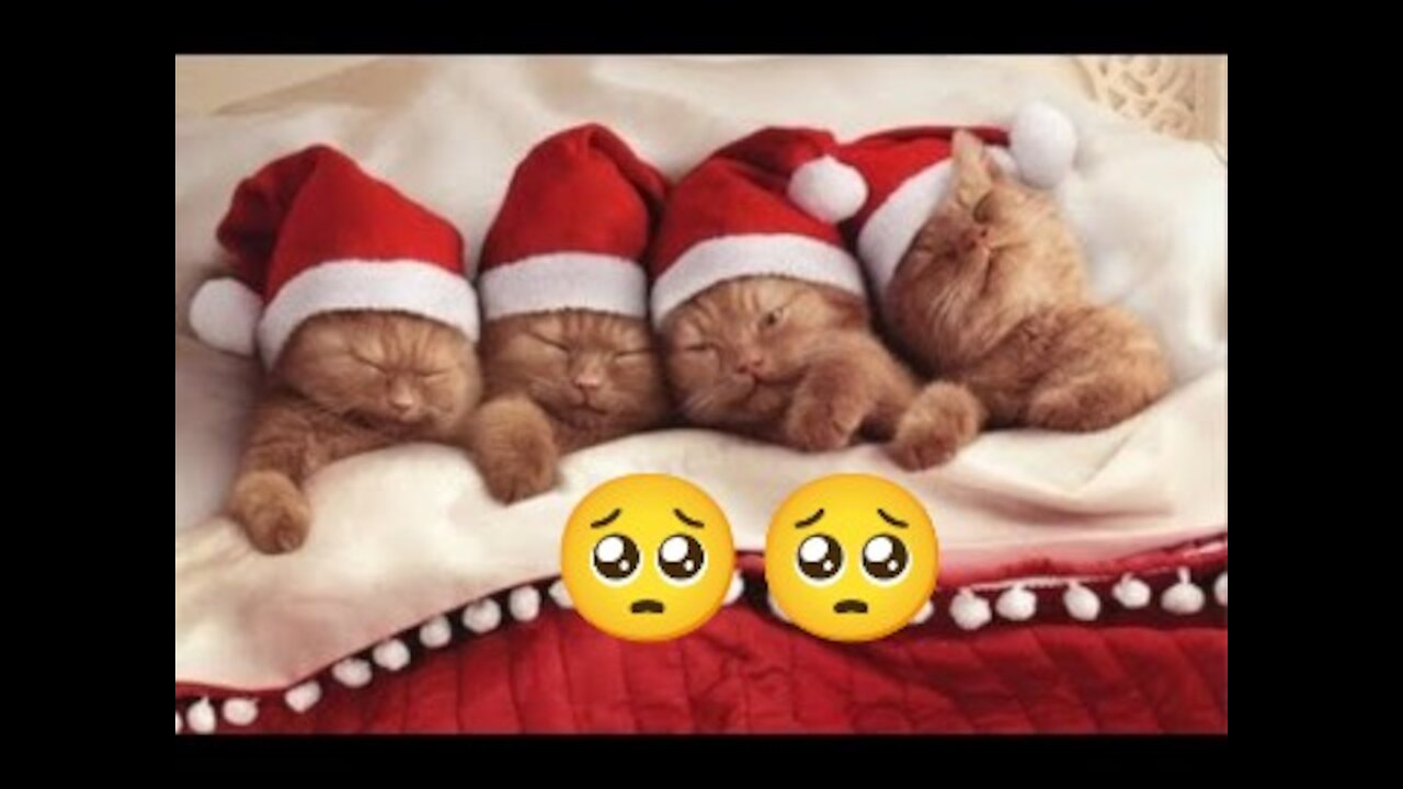 funny animals video🥺🥺😂😂part2