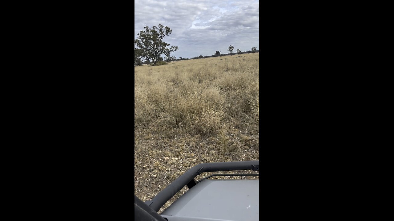 Pig chasing collaboration
