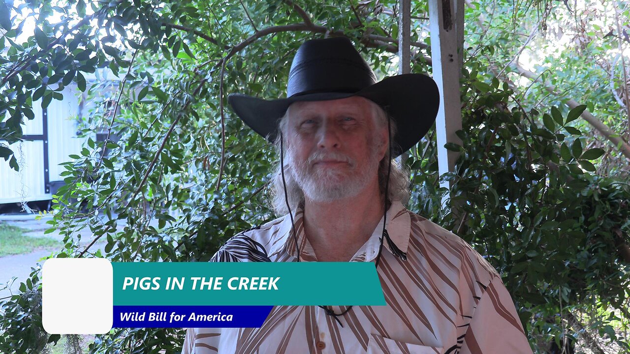 Pigs In The Creek