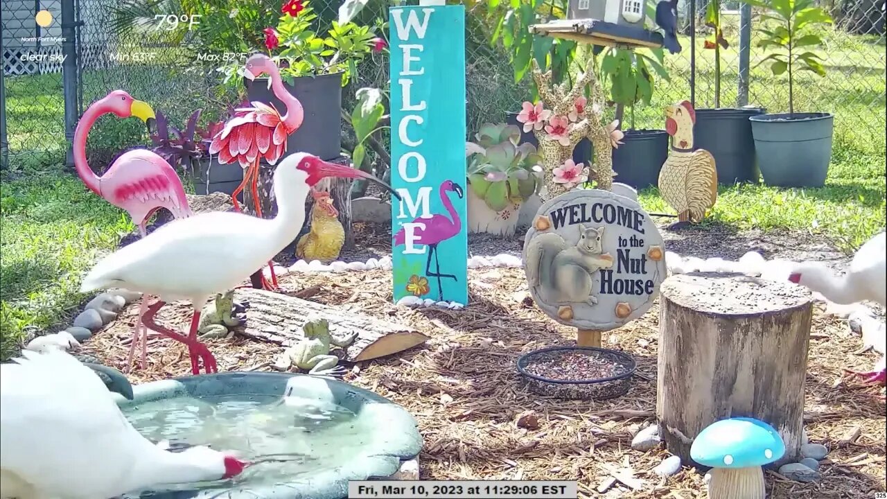 Ibis @Bird Bath / Bird Feeder