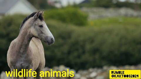 animal beautiful video
