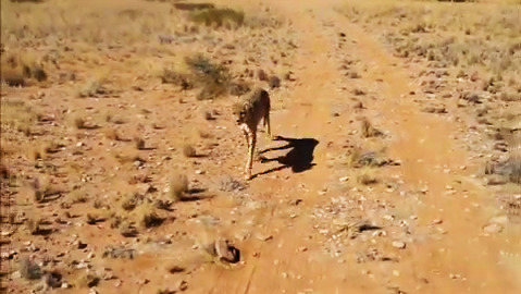 Making a rescued cheetah exercise before getting fed