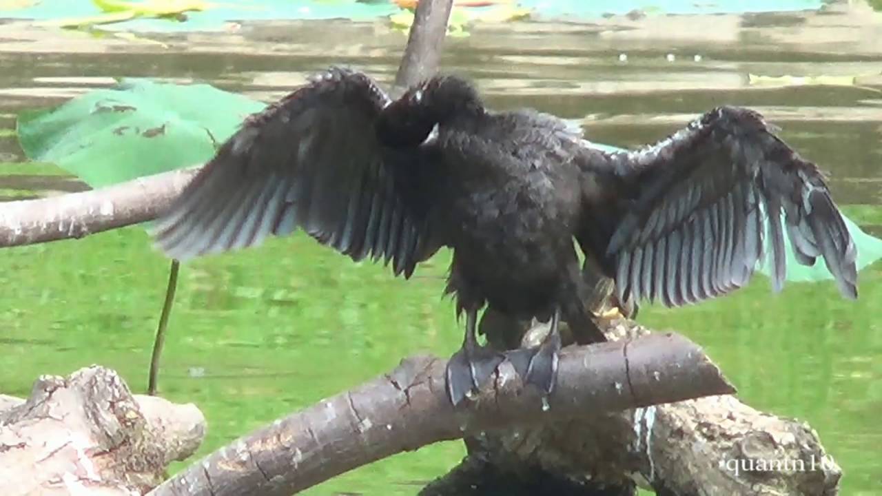 Crazy Birds in Western Vietnam