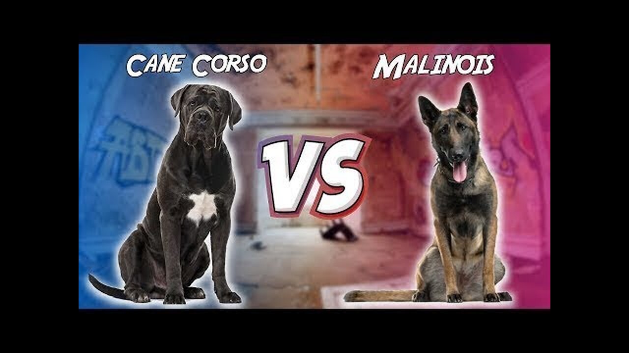 Cane Corso VS Malinois