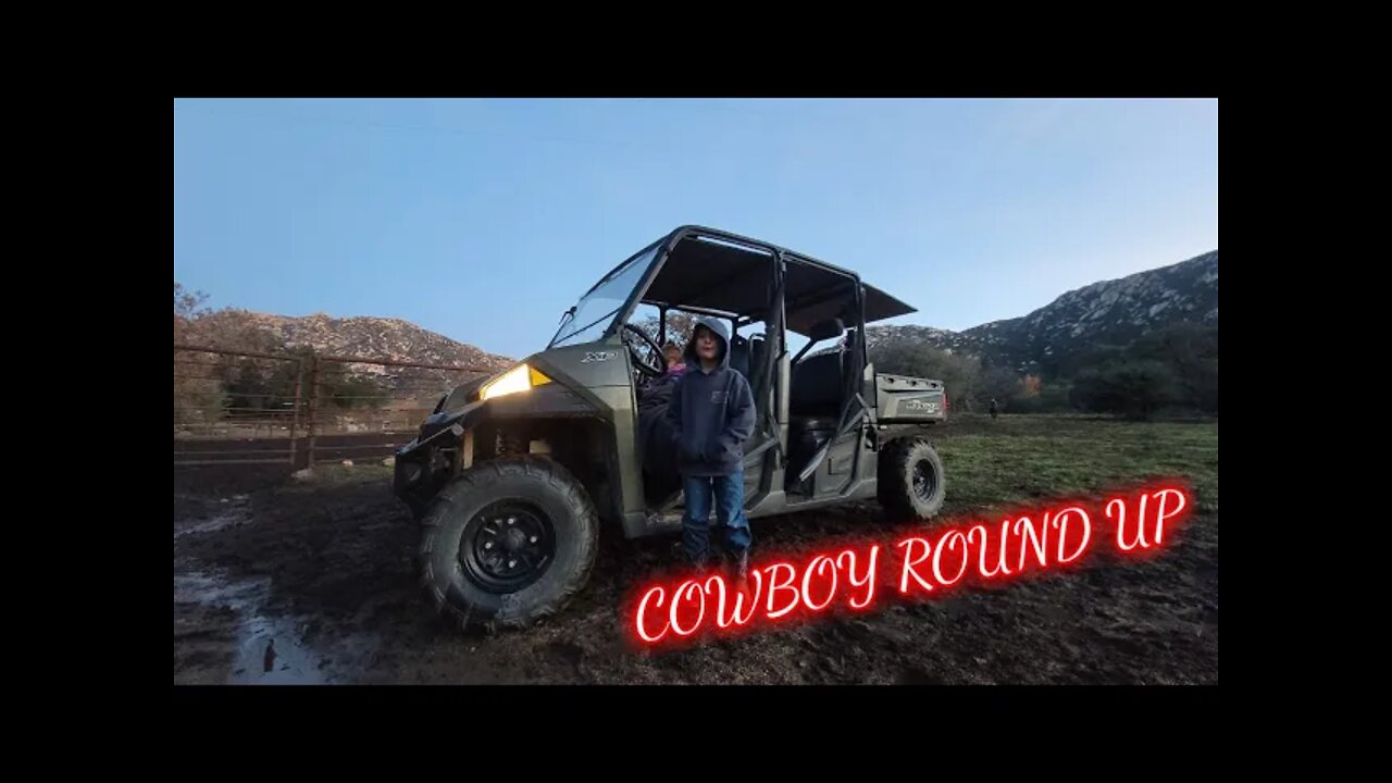 Cows Are Funny! Sunday Evening Round Up In The Polaris Ranger.