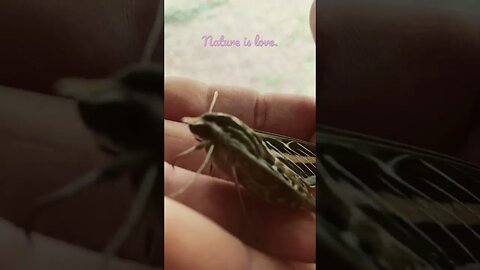 #nature #beautiful #love #bugs #outdoors #life #open