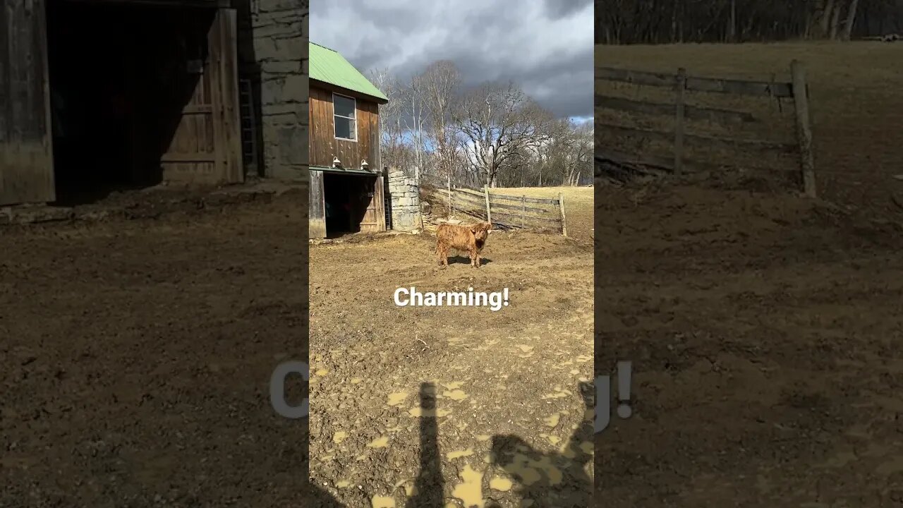 Welcome to the Farm! #farmlife #cute #highland #steer