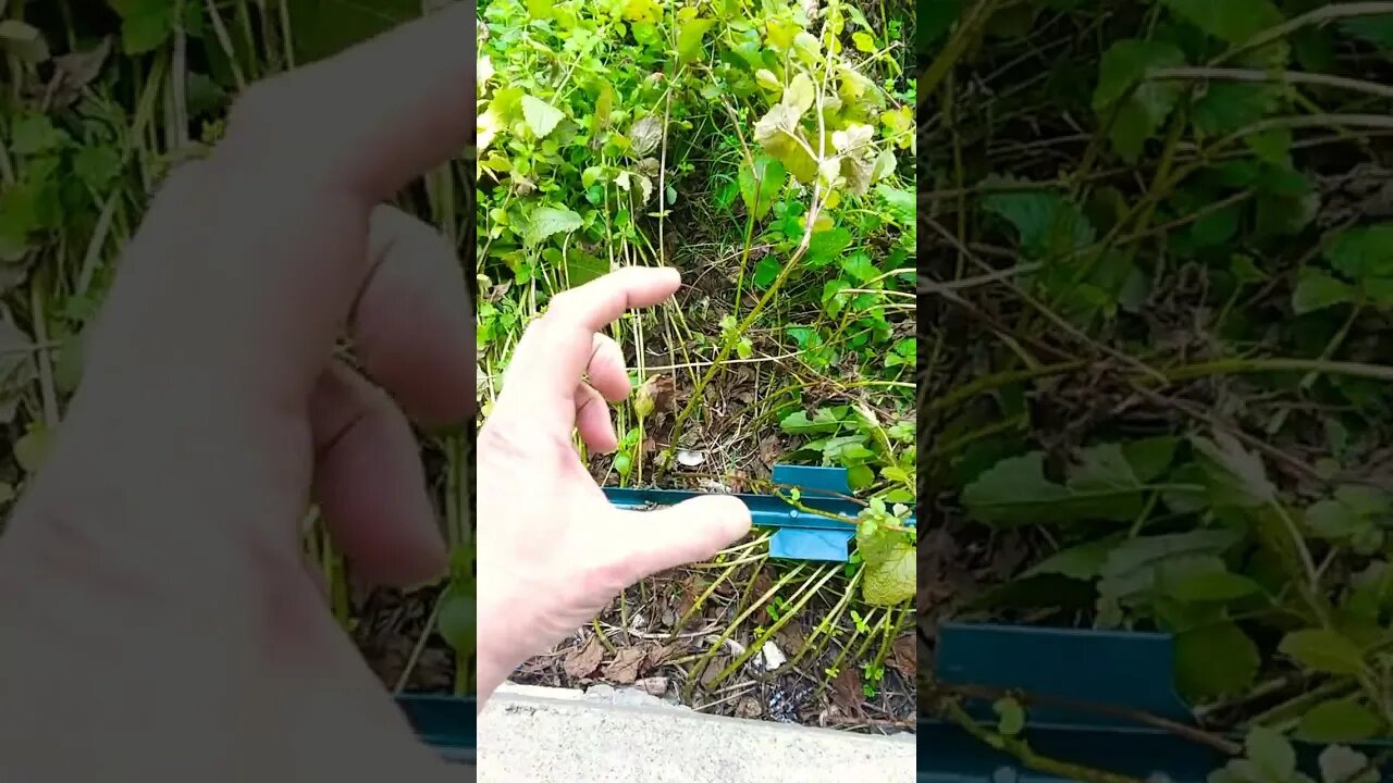 Super Herb Lemon Balm