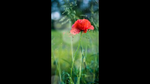 RedChilli Flower with Musics