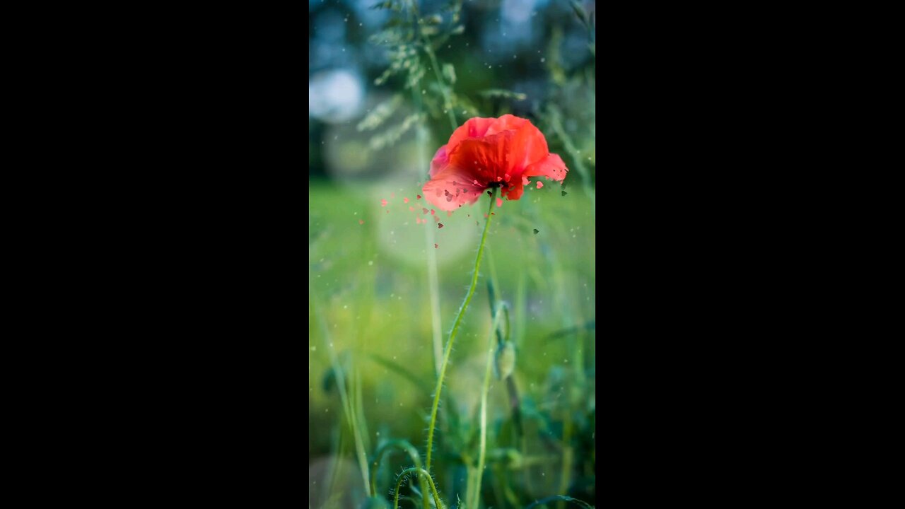 RedChilli Flower with Musics
