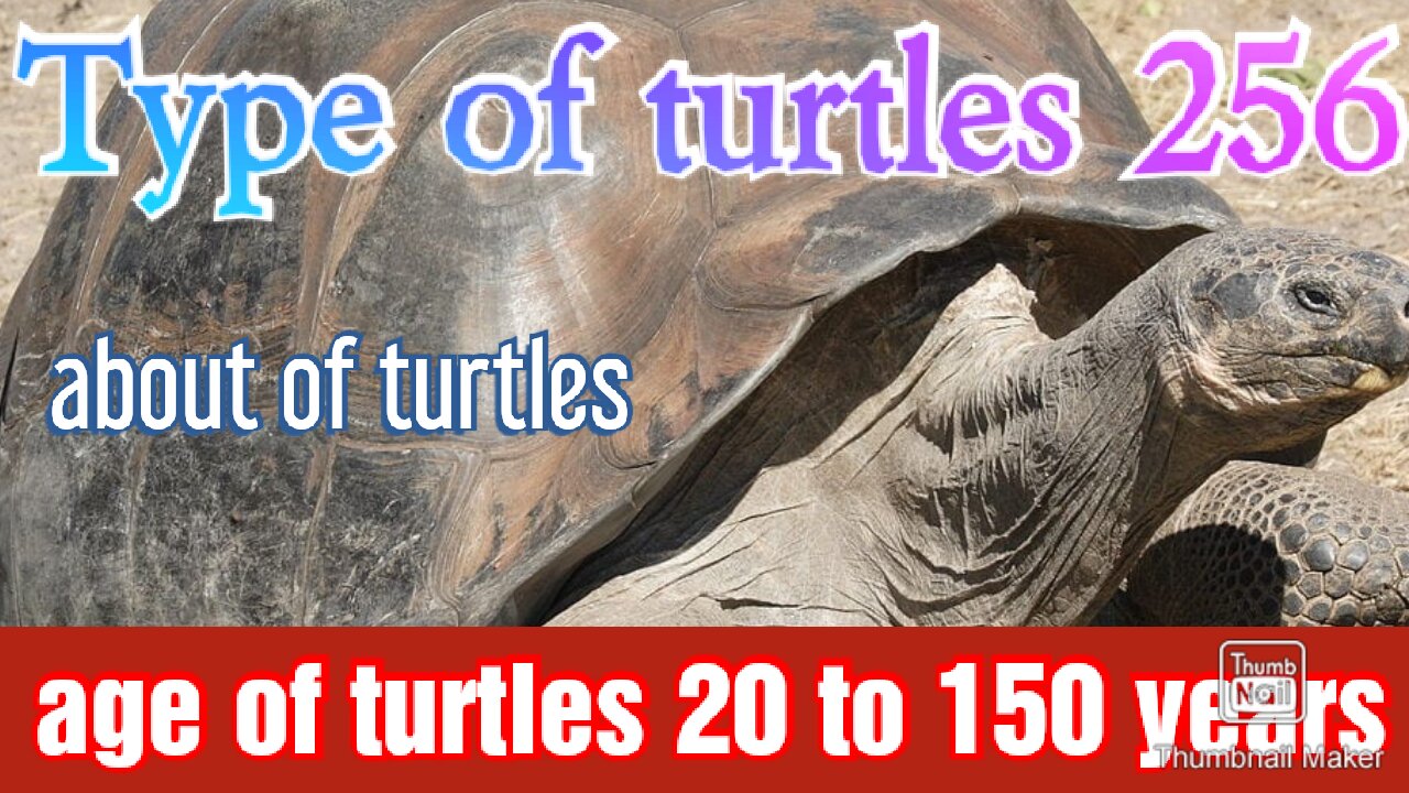 Story: Turtles