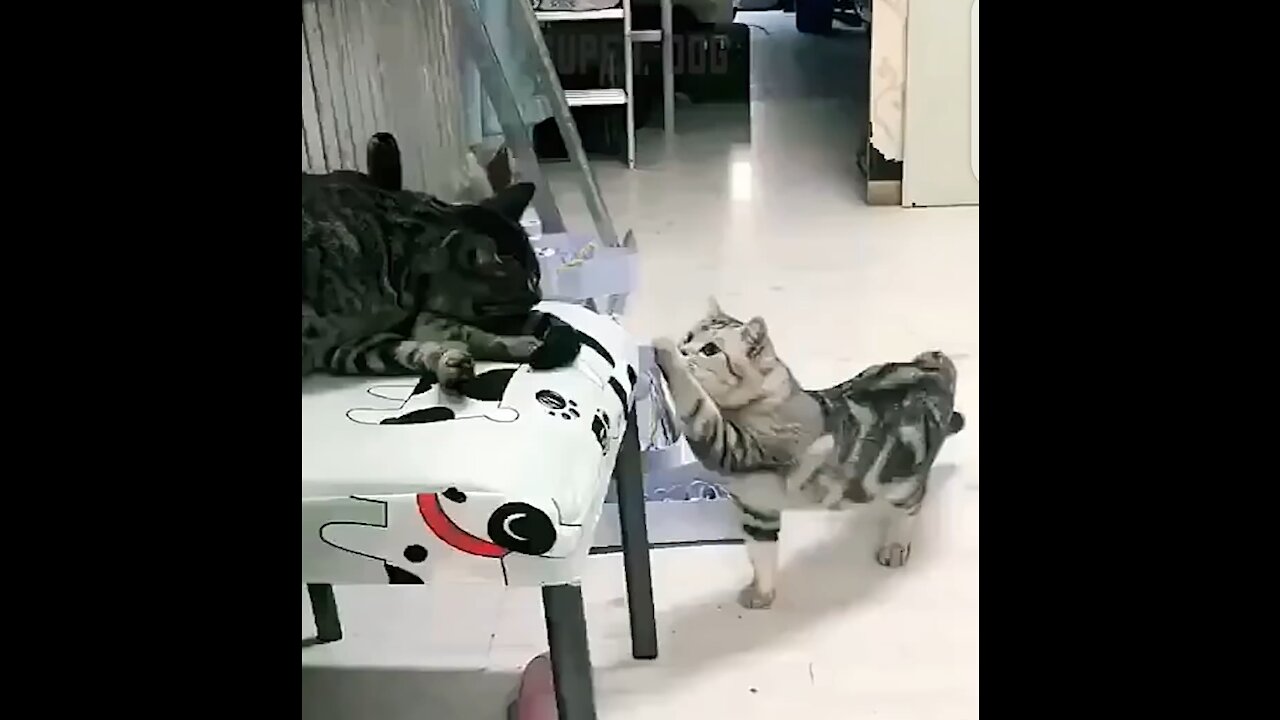 TRY NOT TO LAUGH Funny cat and dog vid..