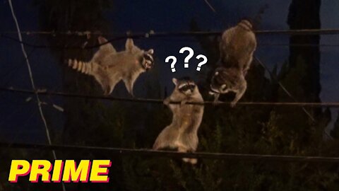 3 Wild Raccoons Came To My Backyard..