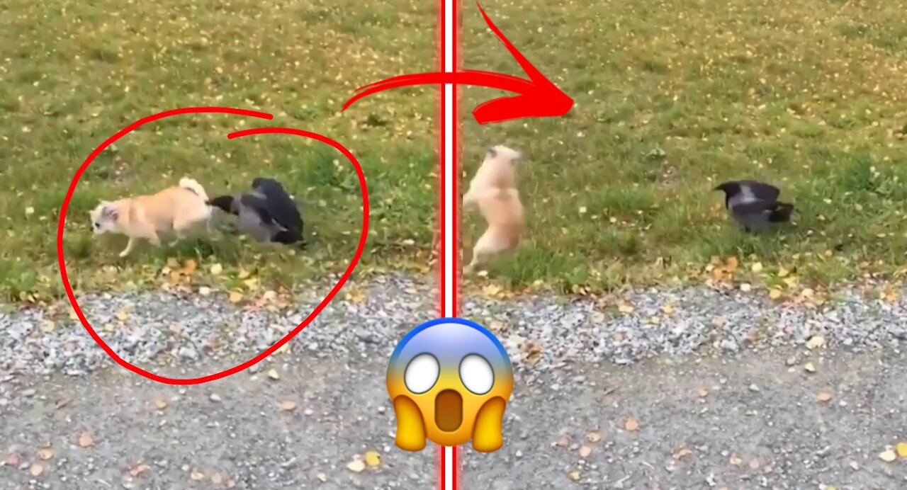 Dog VS Crow ! Very Funny video 🐶 Dogs gets slammed by crow