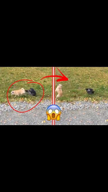 Dog VS Crow ! Very Funny video 🐶 Dogs gets slammed by crow